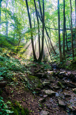 Nebelbänke im Gegenlicht