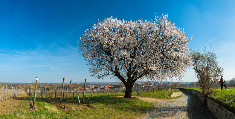 Jesuitenmandel in Forst