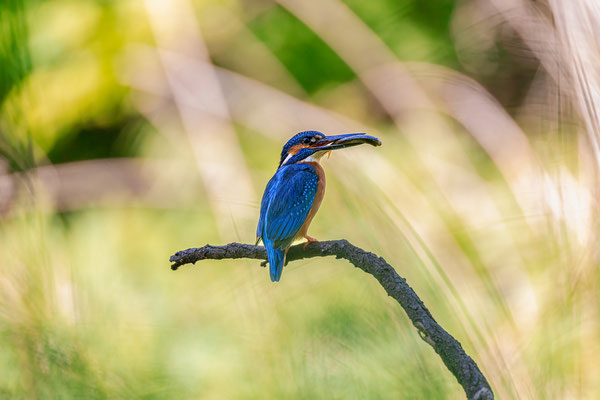 Eisvogel mit Beute