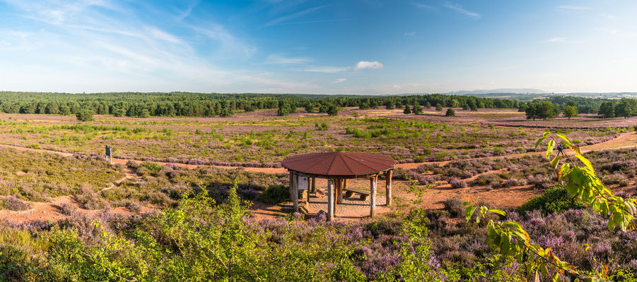 Überblick über die blühende Mehlinger Heide