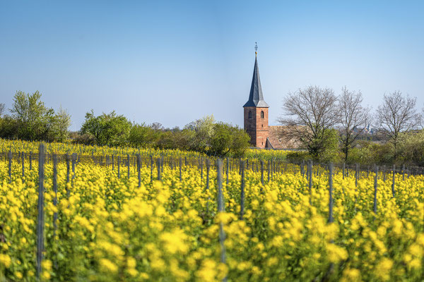 Frühling in den Forster Weinbergen, 90 x 60 cm, Alu-Dibond, Rückseitige Hängung mit Aluminiumschiene, 220 €