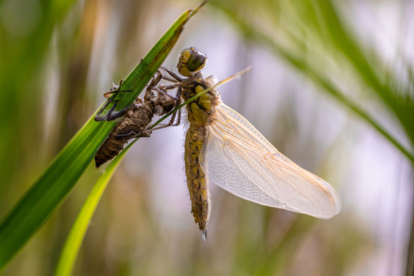 schlüpfende Vierflecklibelle