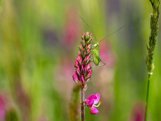 Heuschrecke auf einer Wildblumenwiese bei Duttweiler
