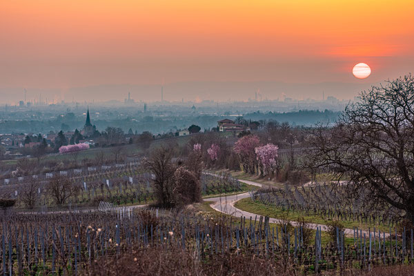 Sonnenaufgang bei Herxheim