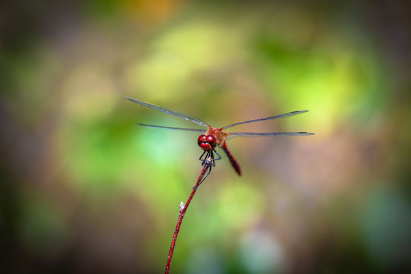 Rote Heidelibelle