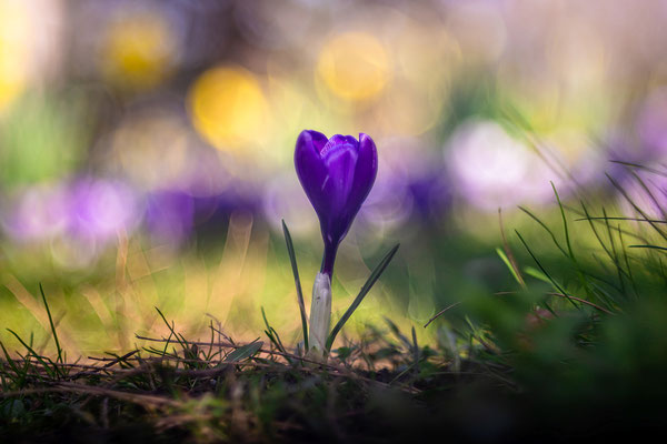 Blühender Krokus im Dürkheimer Kurpark