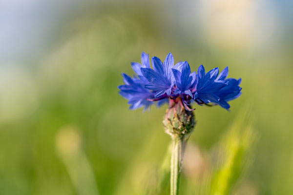 Blumenwiese bei Duttweiler
