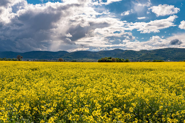 Wetterstimmung über einem Rapsfeld bei Lachen-Speyerdorf