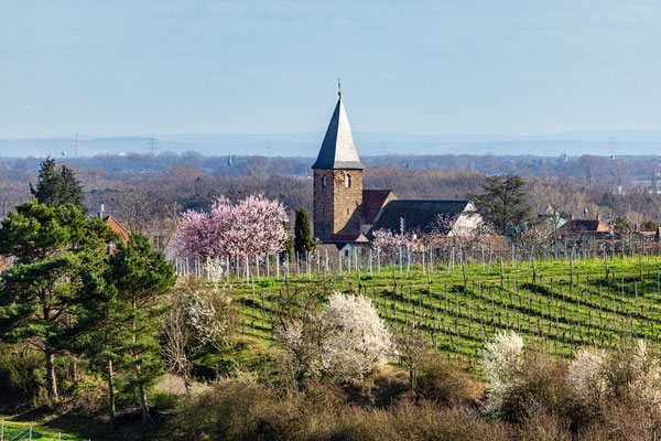 Mandelblüte bei Gimmeldingen