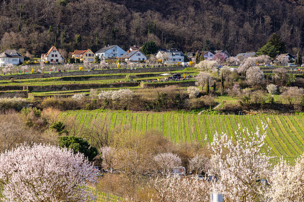 Mandelblüte bei Gimmeldingen
