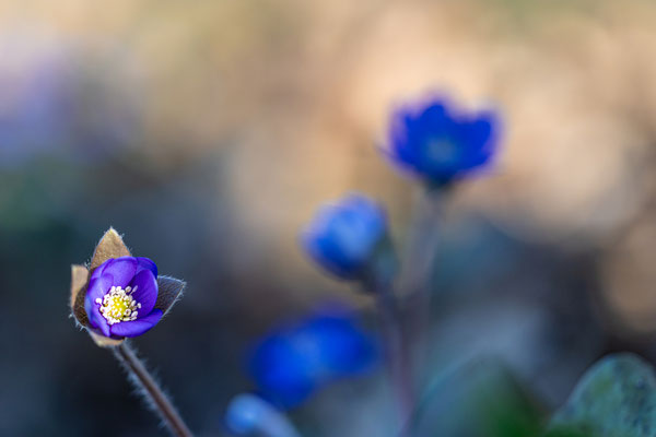 Leberblümchen