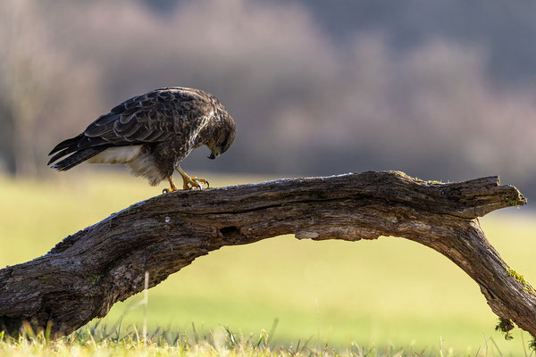 Mäusebussard