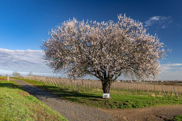 Jesuitenmandel in Forst