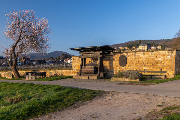 Frühling in Haardt
