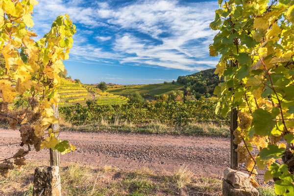 Weinlage Kastanienbusch im Herbst