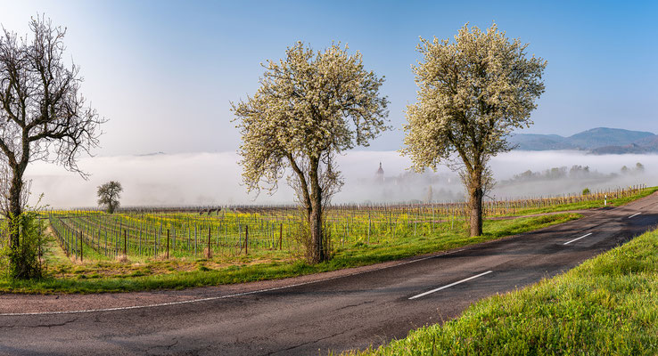 Dichter Morgennebel bei Frankweiler