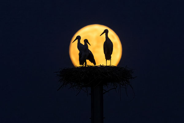Störche im Vollmondlicht