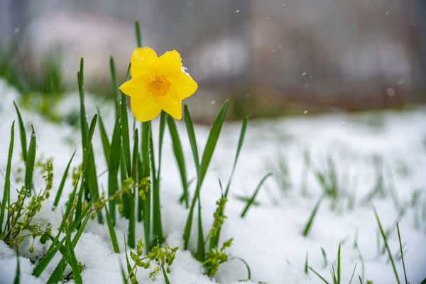 Später Wintereinbruch in Neustadt