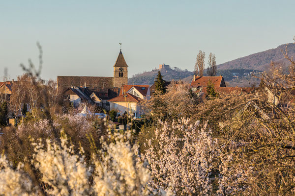 Mandelblüte in Gimmeldingen
