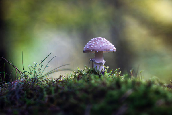 Herbst im Modenbachtal