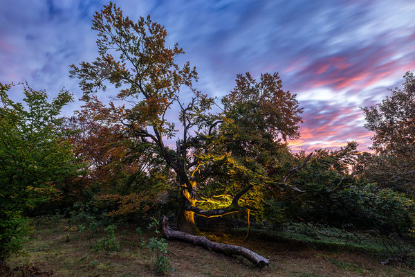 Hutewald Halloh