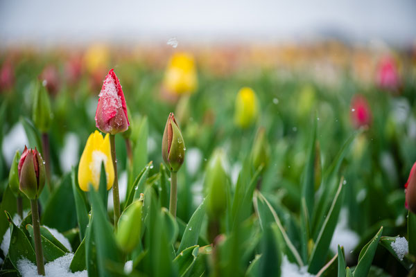 Später Wintereinbruch in Neustadt