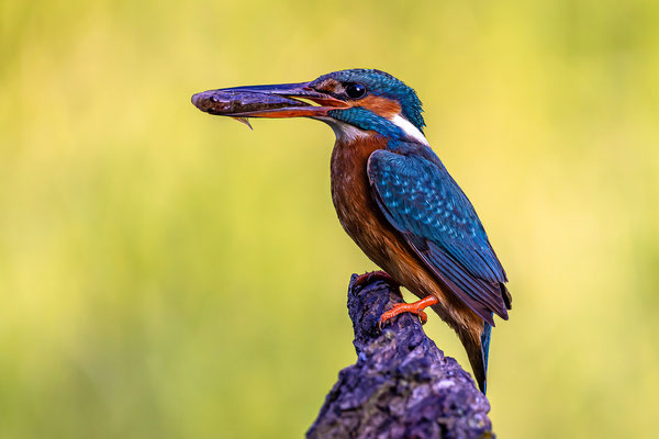 Eisvogel