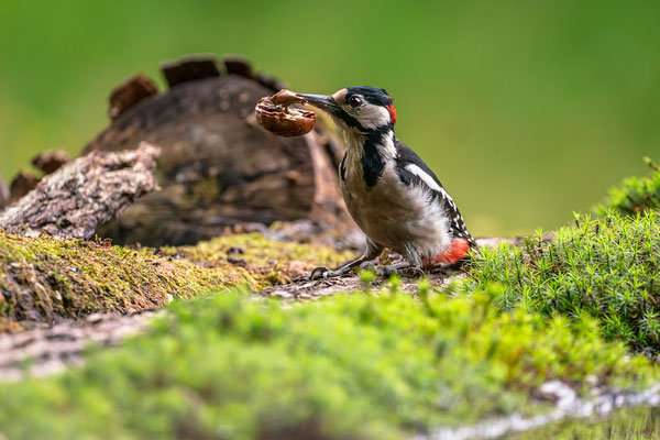 Buntspecht mit Walnuss
