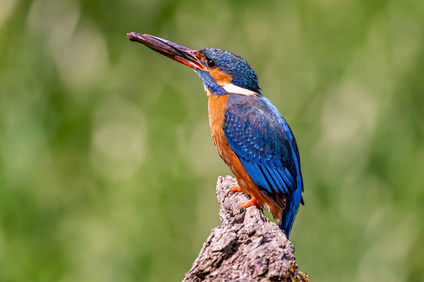 Eisvogel