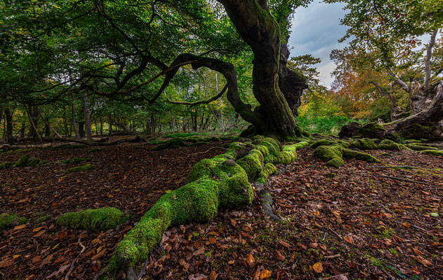 Hutewald Halloh