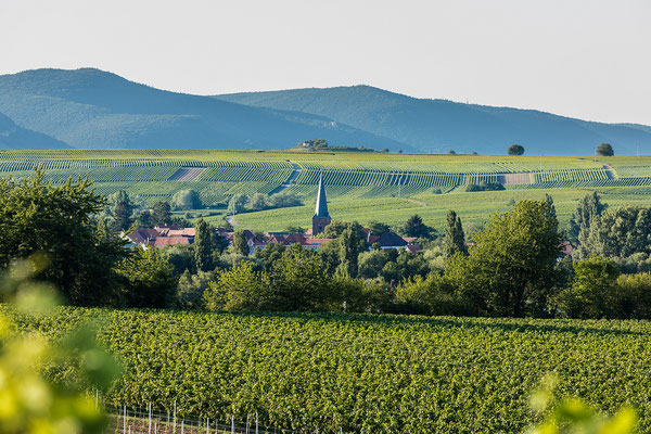 Sommer in der Südpfalz