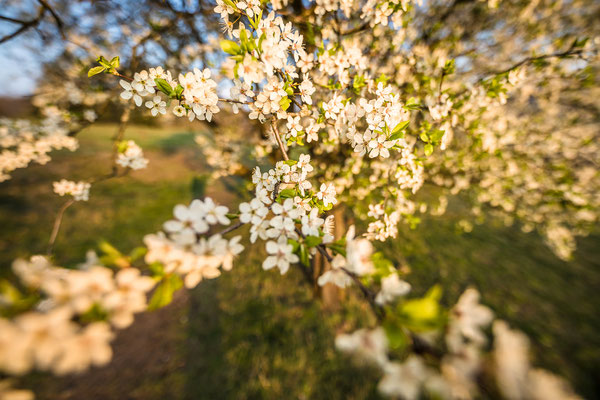 Kirschblüte bei Falkenstein