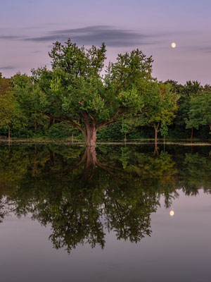 Hochwasser im Stadtpark Speyer