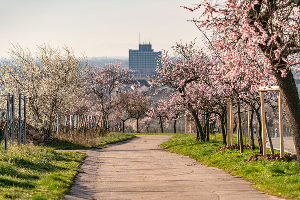 Mandelblüte in Gimmeldingen