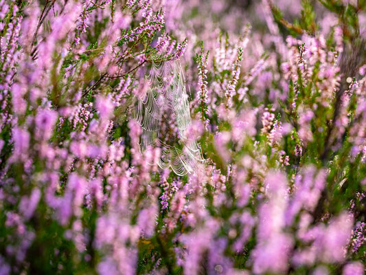 Frühherbst in der Mehlinger Heide