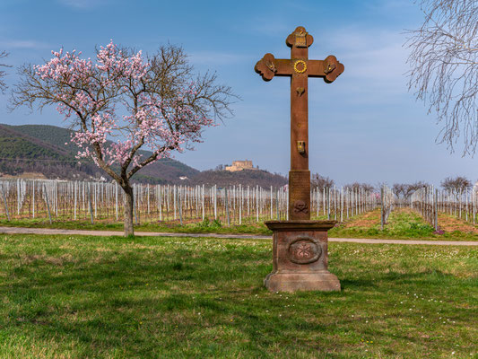 Mandelblüte bei Maikammer