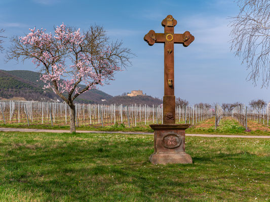Mandelblüte bei Maikammer