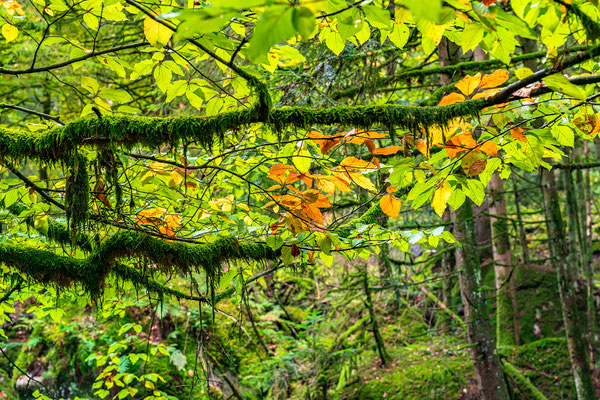 Herbst in der Gertelbachschlucht