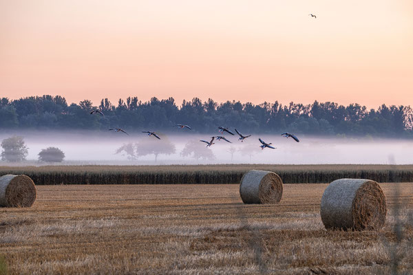 Morgenstimmung auf der Kollerinsel