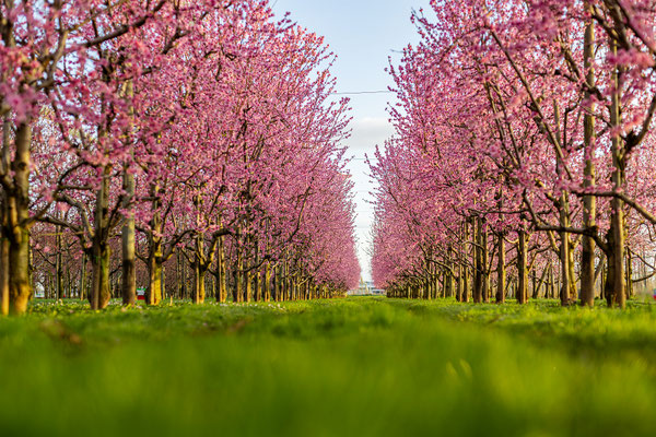 Pfirsichblüte bei Neustadt