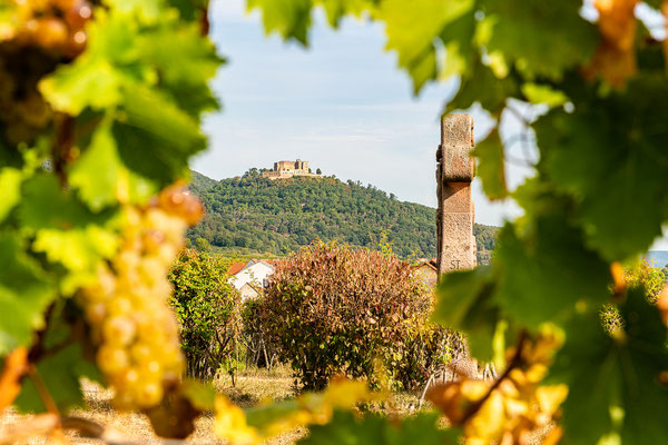 Blick durch die Weinreben zum Hambacher Schloss