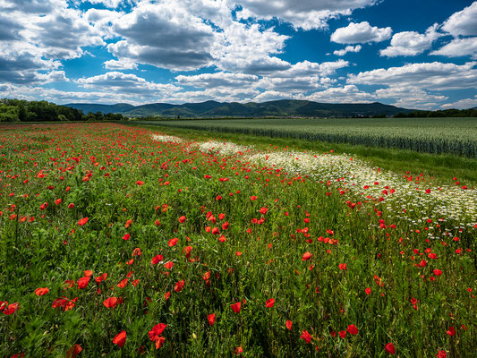 Wildblumenwiese bei Diedesfeld