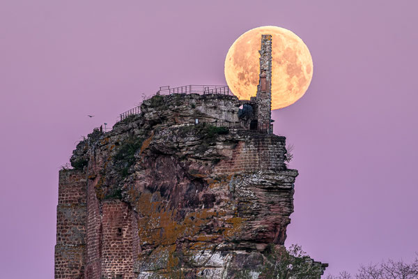 Vollmonduntergang hinter der Ruine Fleckenstein