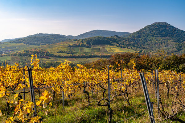 Goldener Herbst bei Albersweiler