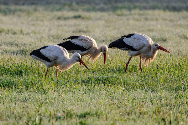 Weißstorch