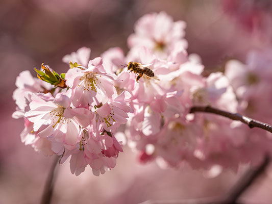 Zierkirschblüte in Neustadt