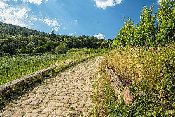 In den Weinbergen über Neustadt