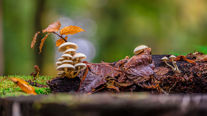 Herbststimmung in Neustadts Wäldern