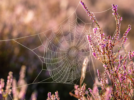 Taufeuchtes Spinnennetz in der Mehlinger Heide