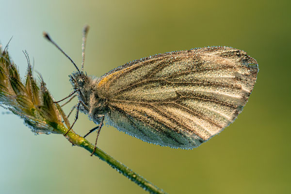 Früher Morgen in Geinsheims Wiesen